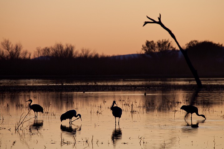 Kanadakranich Grus canadensis Sandhill Crane, Sonnenuntergang